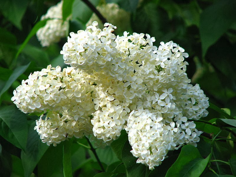 (Syringa vulgaris