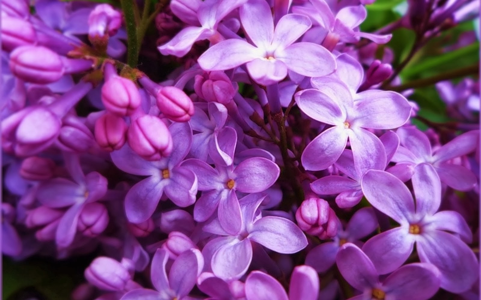 (Syringa vulgaris 7