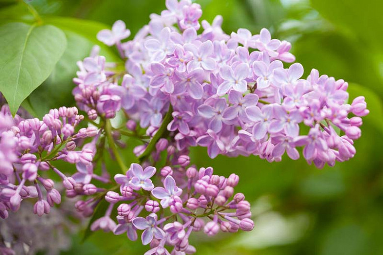 Syringa vulgaris5