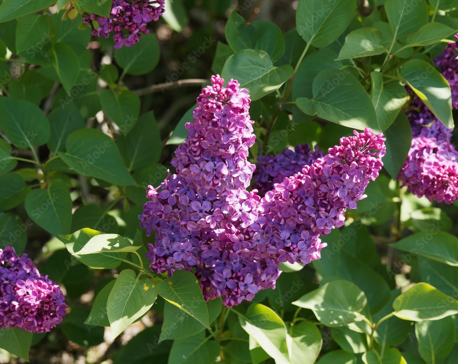 Syringa vulgaris7