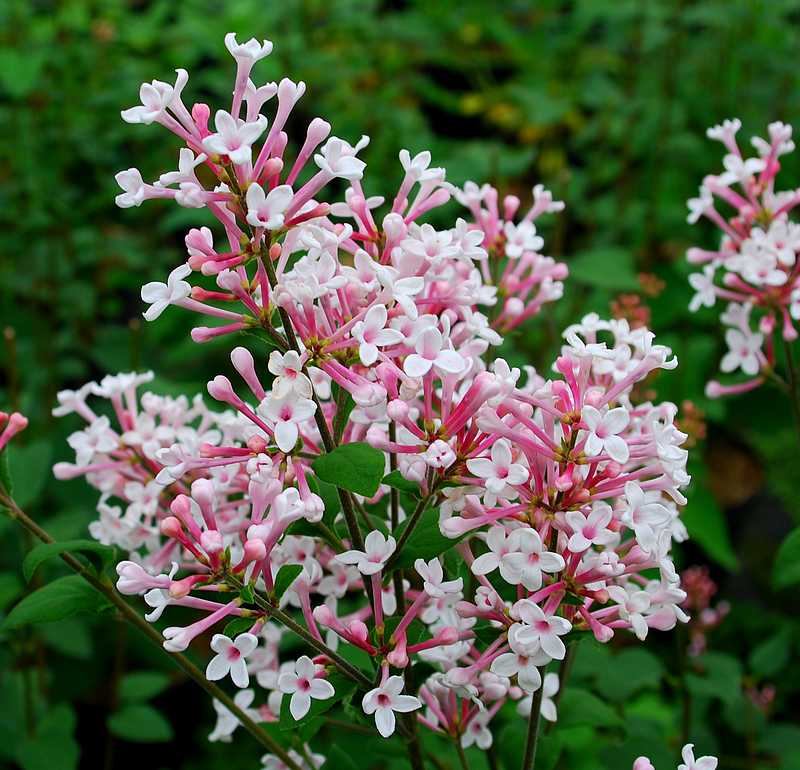 Syringa_Superba_01