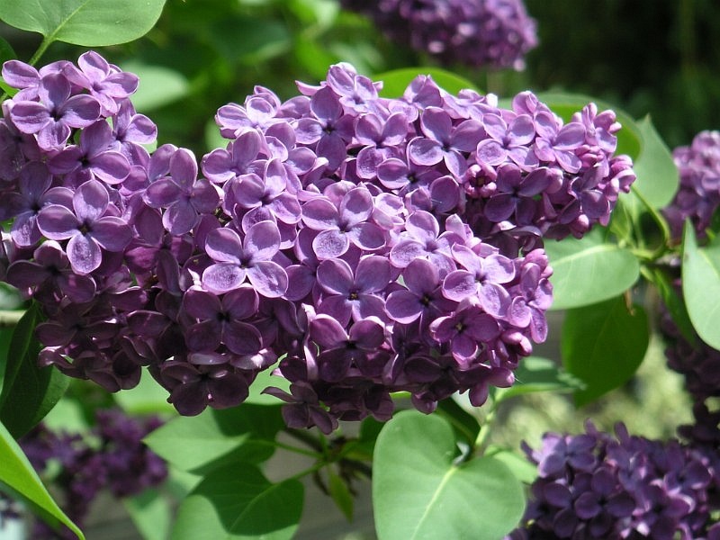 Syringa_vulgaris