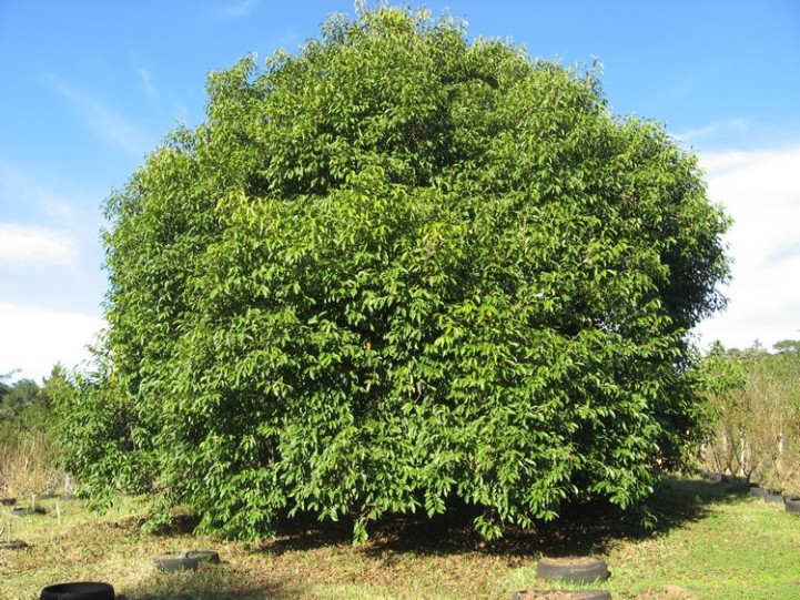 Syzygium Jambolanum