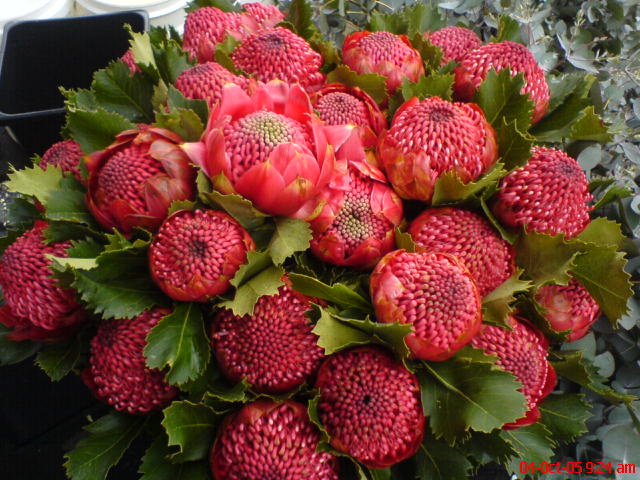 TELOPEA SPECIOSISSIMA - WARATAH