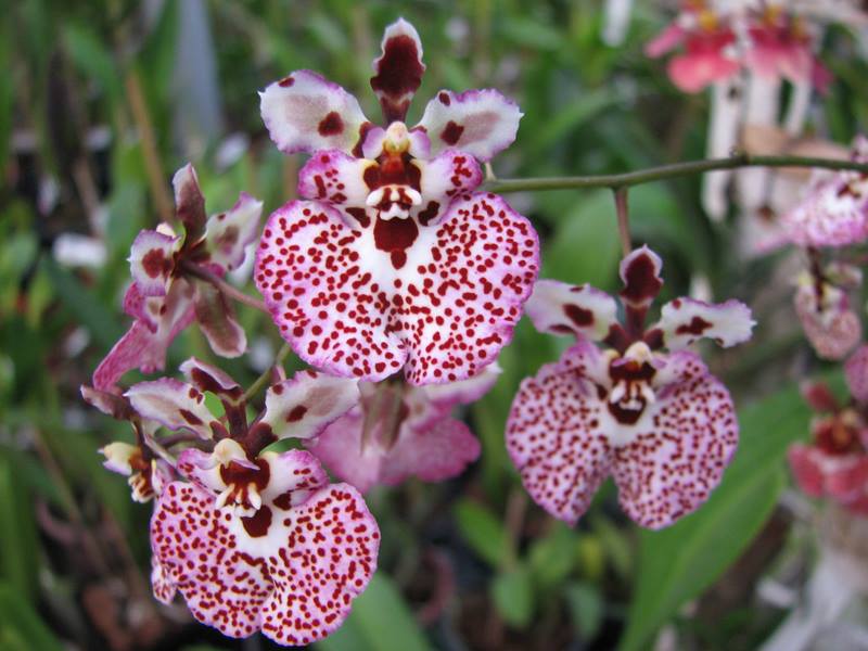 TOLUMNIA (orquídea bailarina)