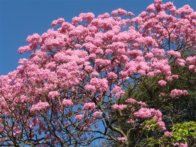 Tabebuia avellanedae