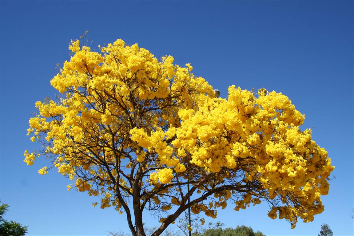 Tabebuia chrysotricha 