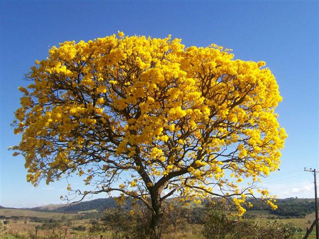 Tabebuia chrysotricha 