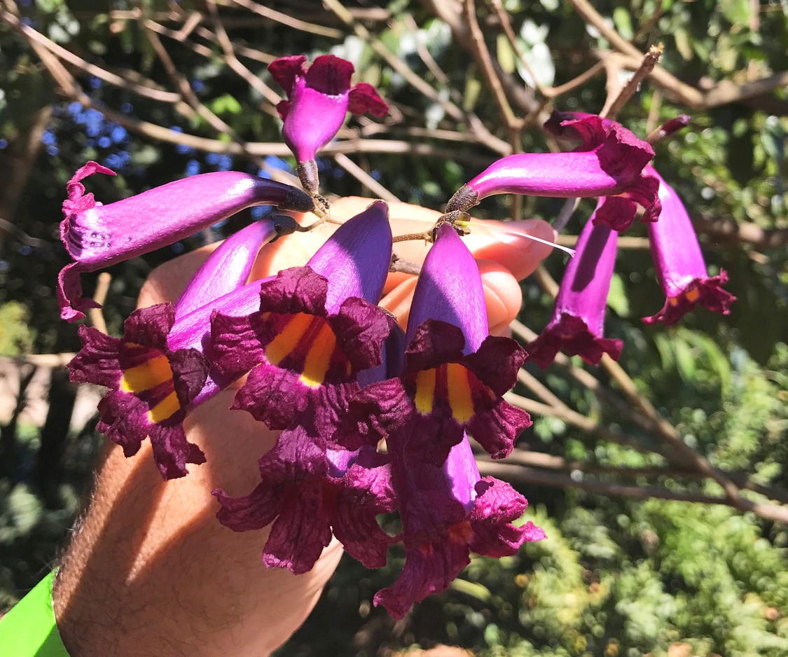 Tabebuia gemmiflora