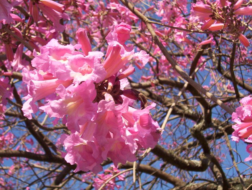 Tabebuia heptaphylla