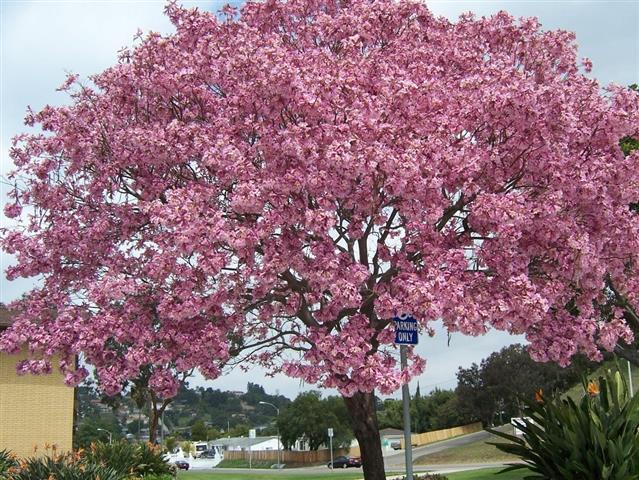 Tabebuia pentaphylla 