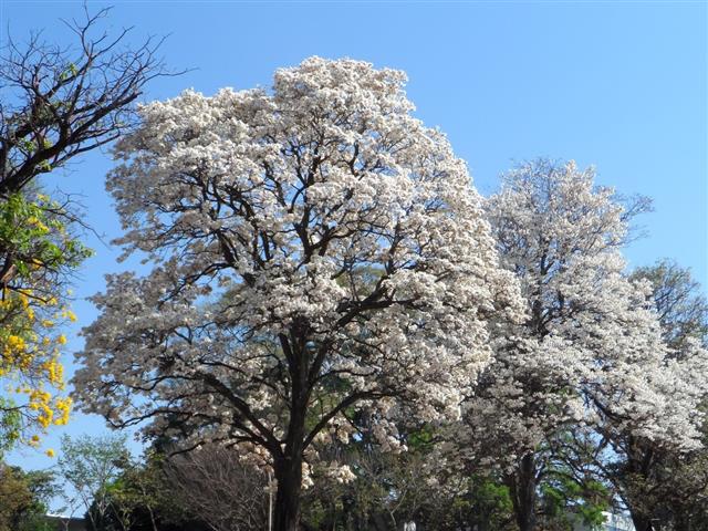 Tabebuia roseo-alba