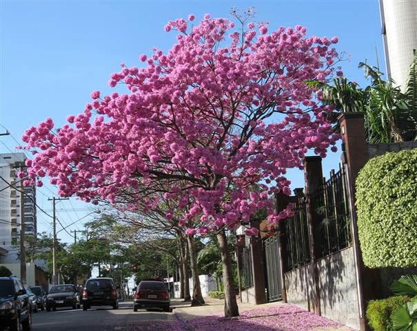 Tabebuia sp