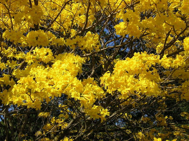 Tabebuia umbellatta