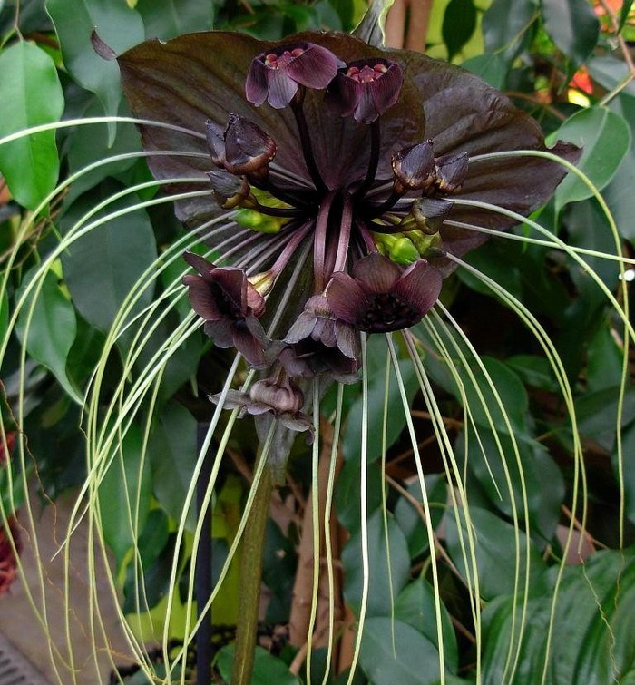 Tacca-Chantrieri-4