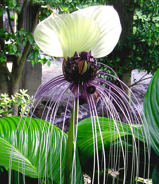 Tacca-Chantrieri-9