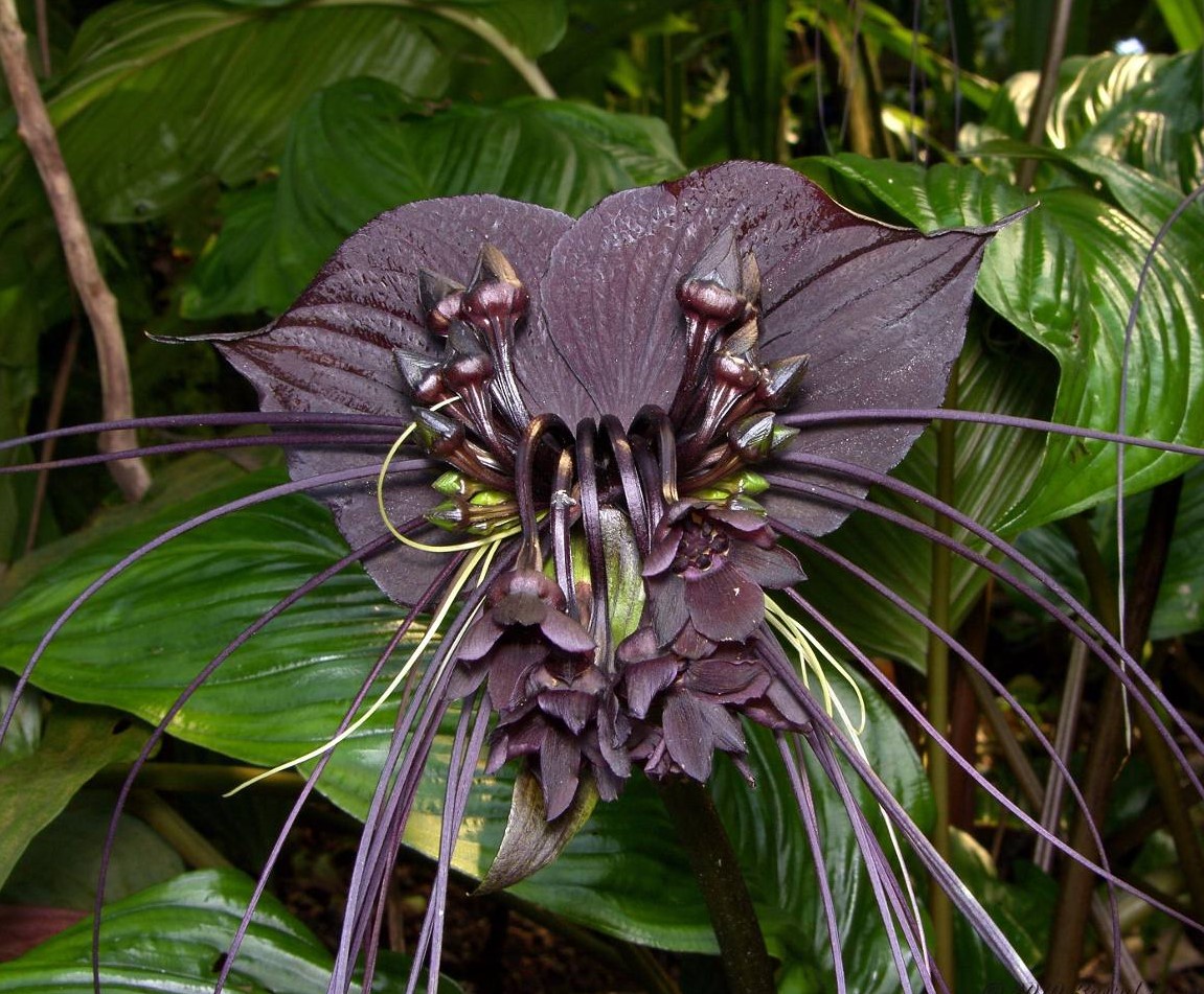 Tacca Chantrieri