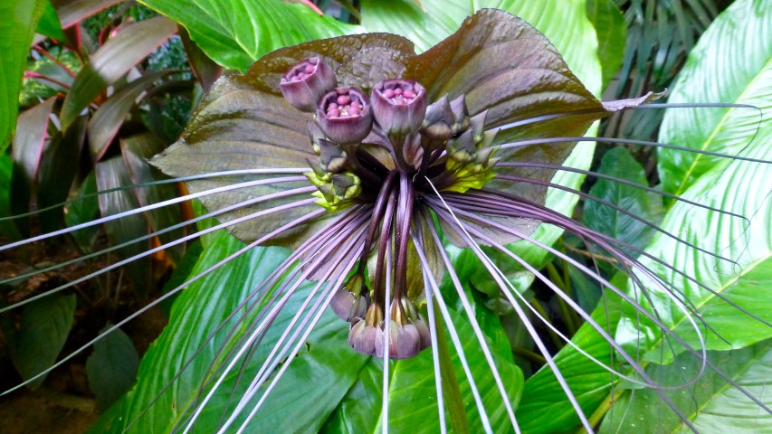 Tacca chantrieri