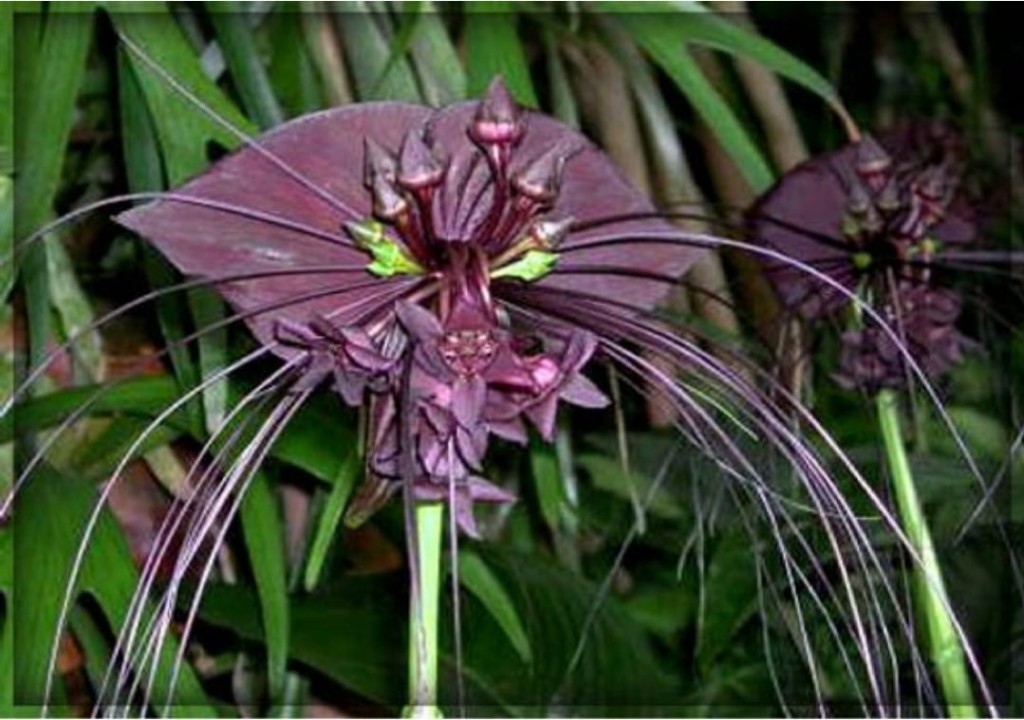 Tacca chantrieri