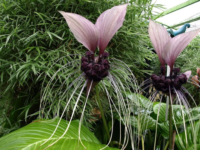 Tacca chantrieri2