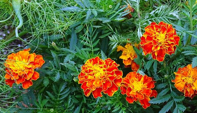 Tagetes