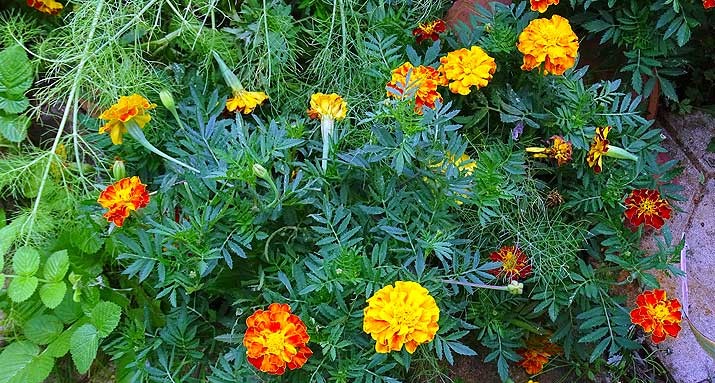 Tagetes