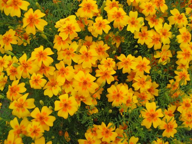 Tagetes_tenuifolia