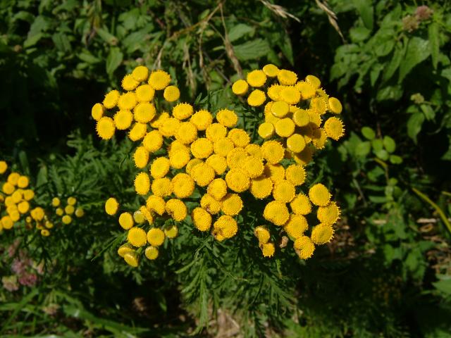 Tanacetum vulgare