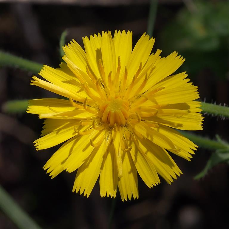 Taraxacum officinale (2)