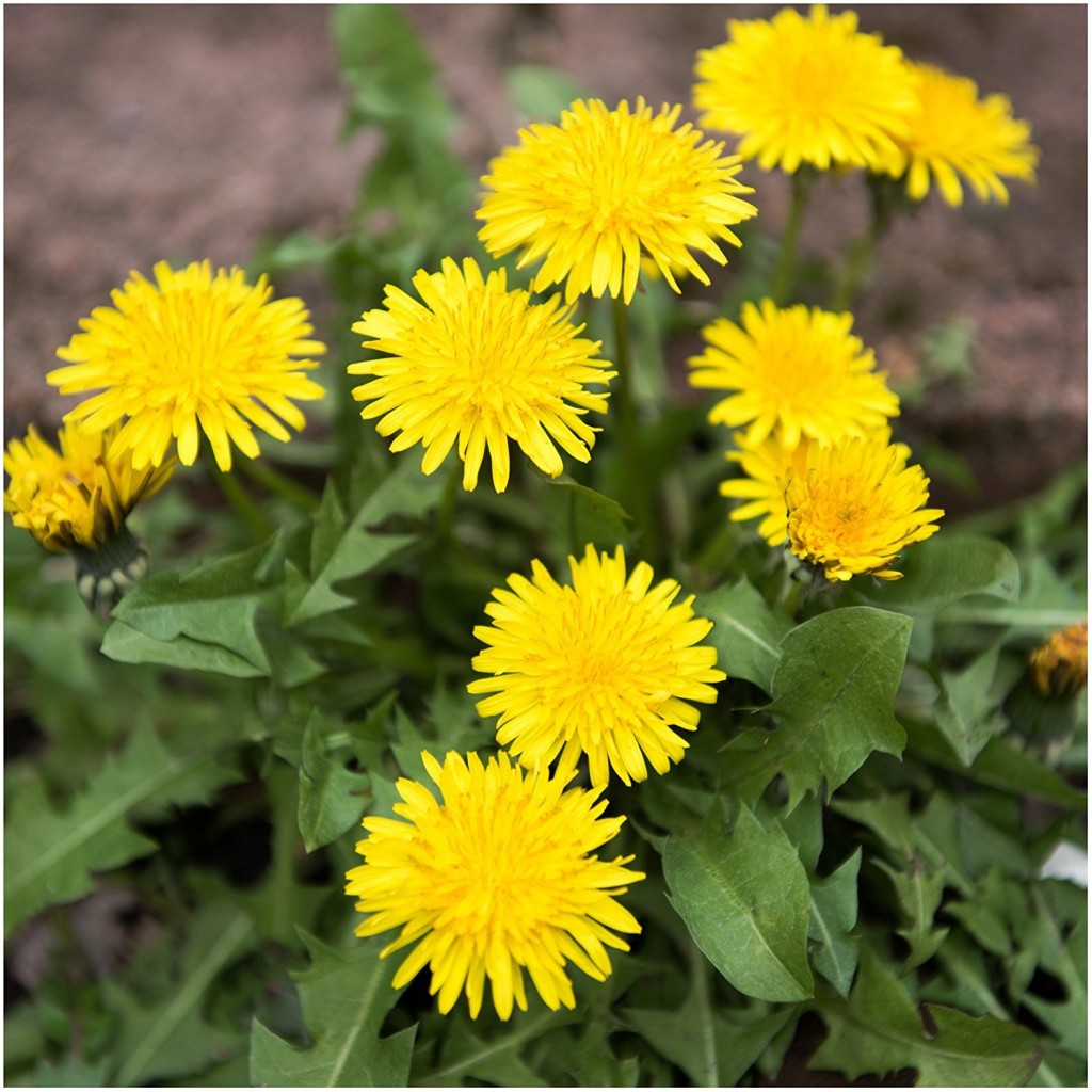 Taraxacum officinale