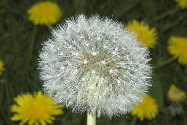 Taraxacum_officinale_02_