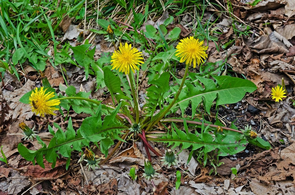 Taraxum officinalis