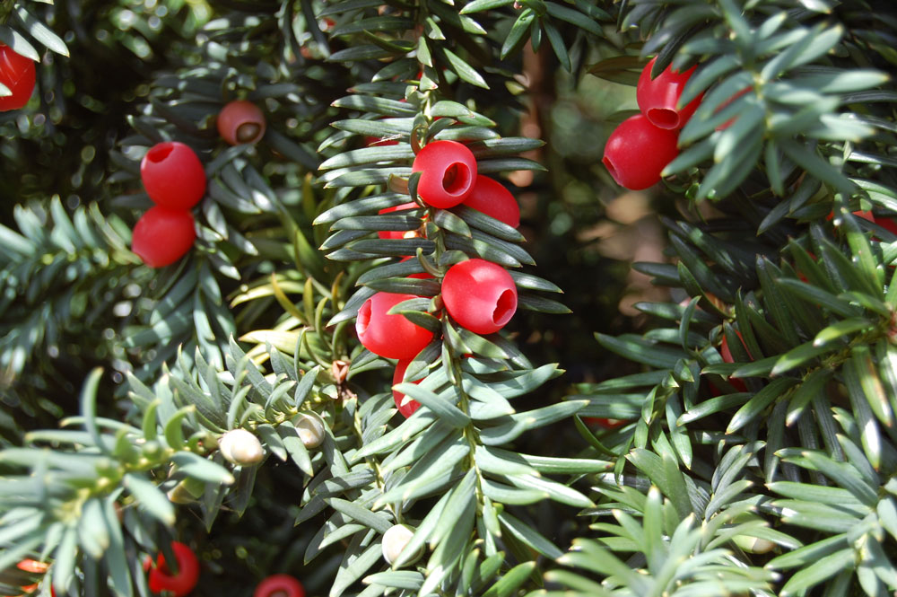 Taxus baccata (teixo)