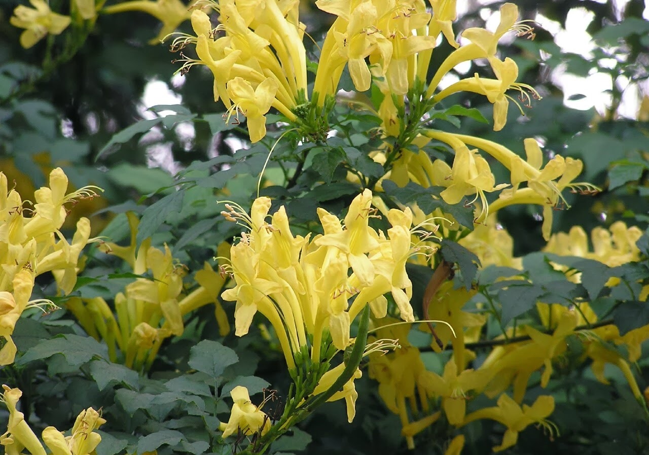 Tecomaria_Capensis_amarela