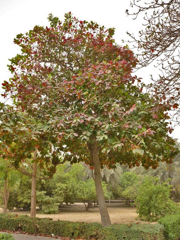 Terminalia catappa-