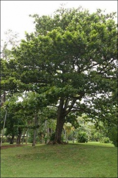 Terminalia_catappa