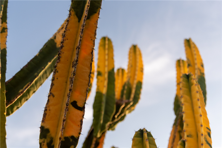 Cereus hildmannianus