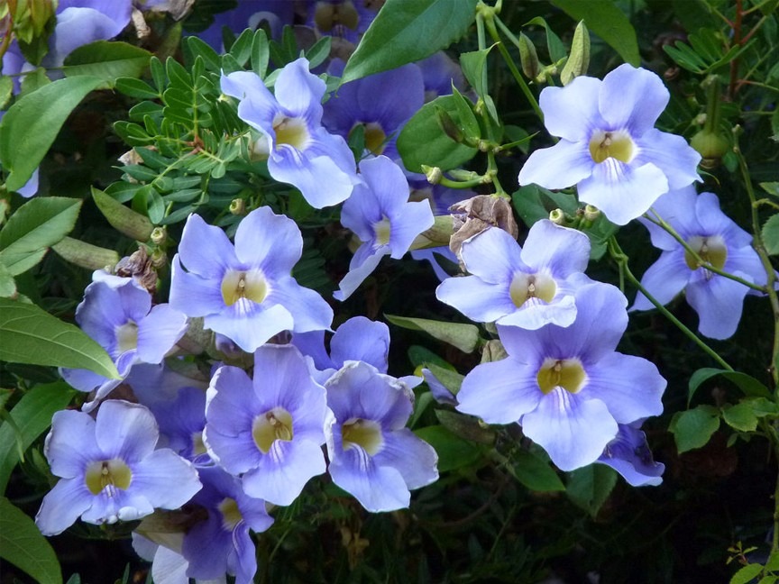 Thunbergia Grandiflora