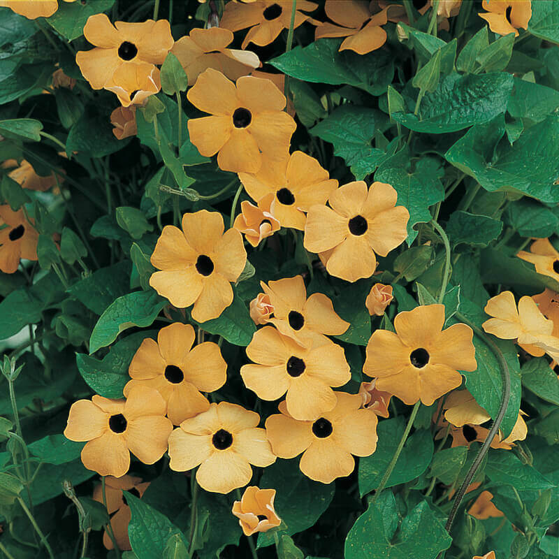 Thunbergia alata amarela Thunbergia alata amarela