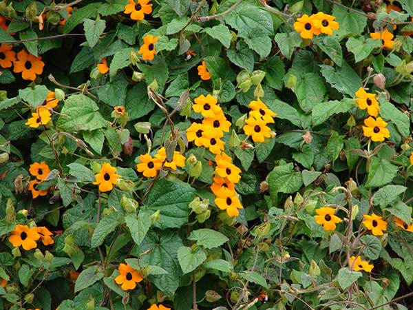 Thunbergia alata