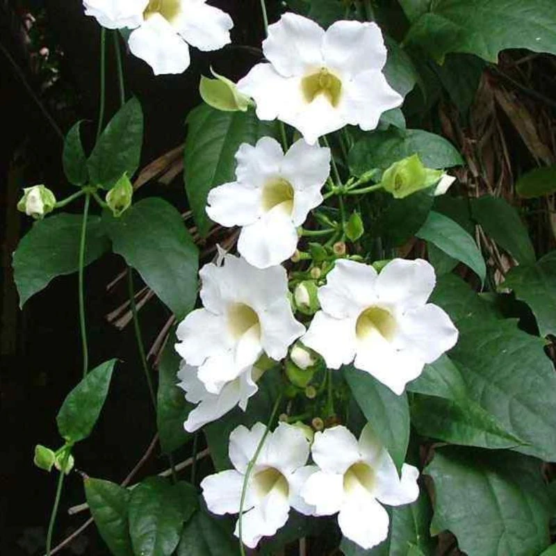 Thunbergia branca