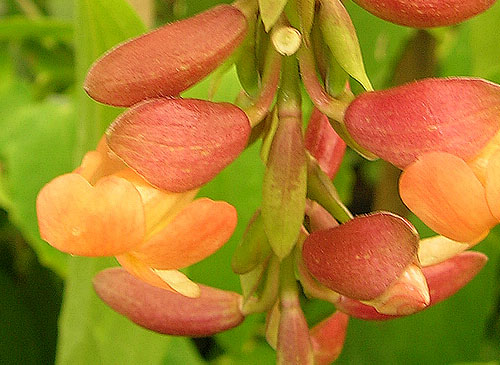 Thunbergia-coccinea-2