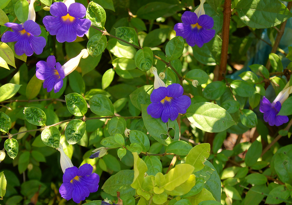 Thunbergia-erecta-