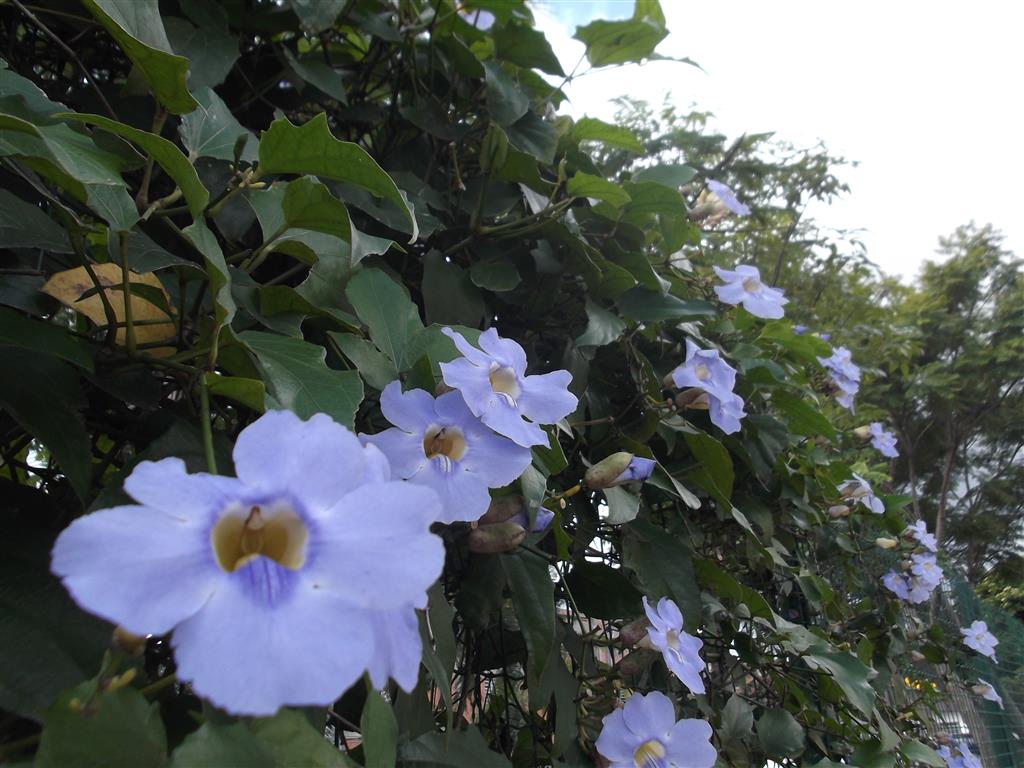 Thunbergia erecta 