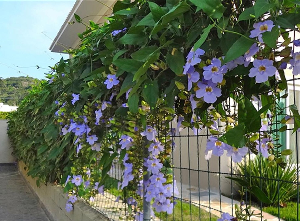 Thunbergia grandiflora