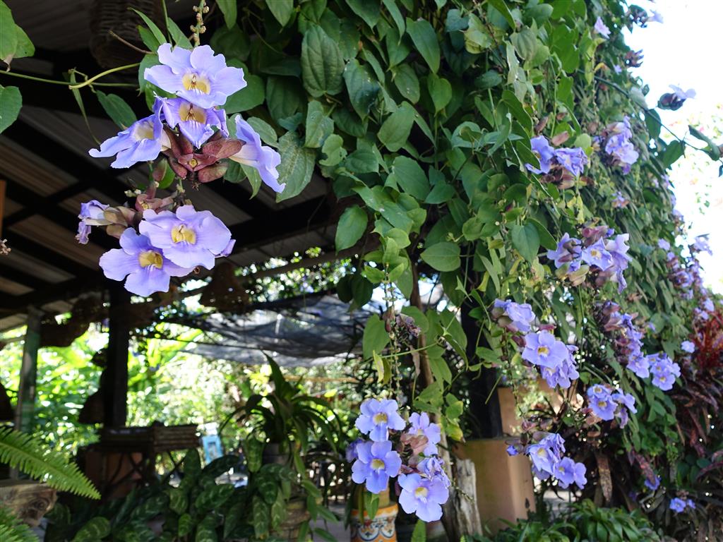 Thunbergia grandiflora Roxb