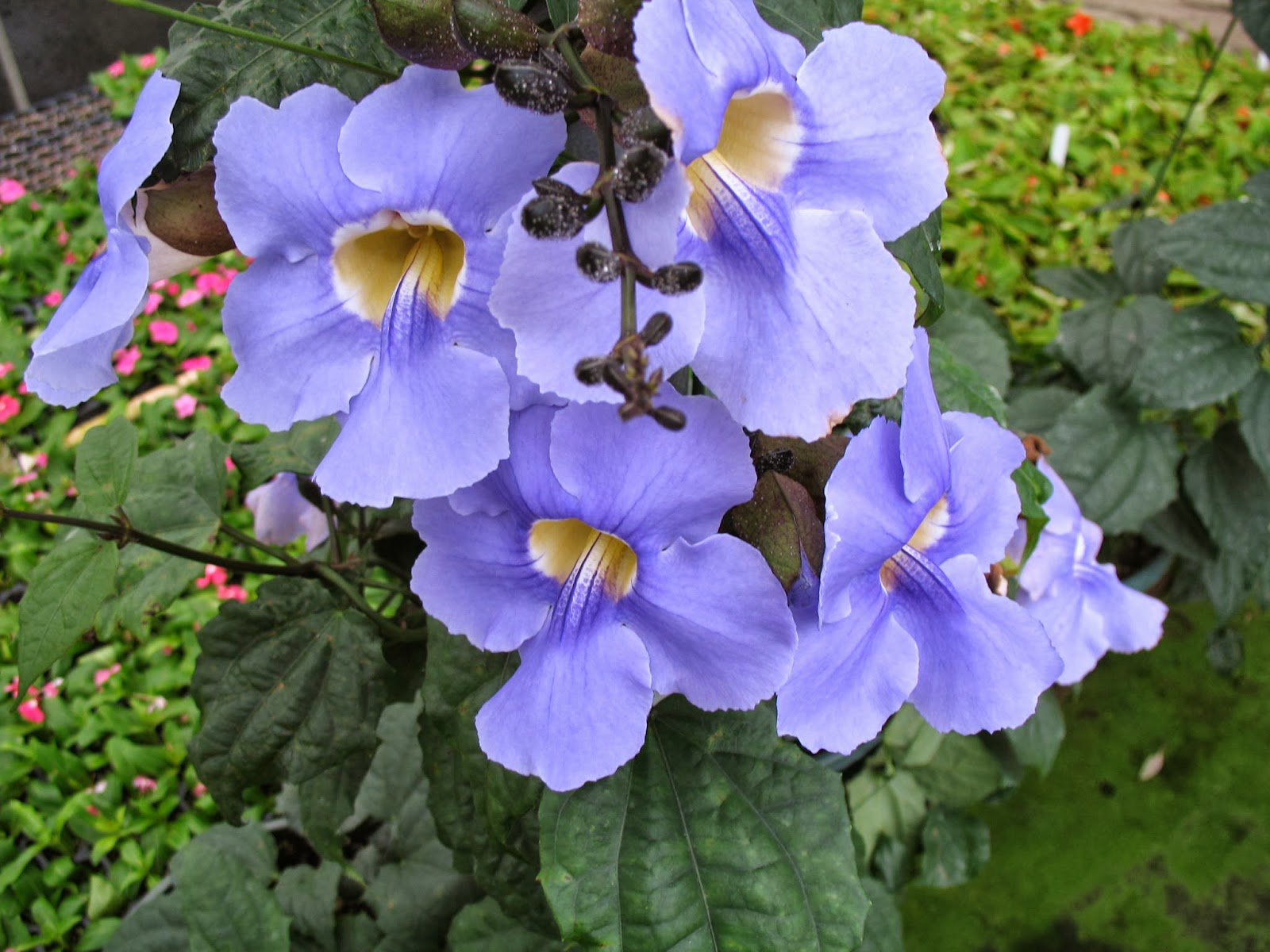 Thunbergia grandiflora Roxb_22