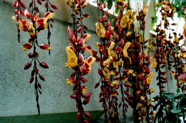 Thunbergia mysorensis