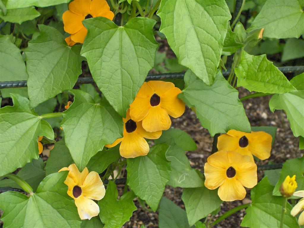 Thunbergia_alata