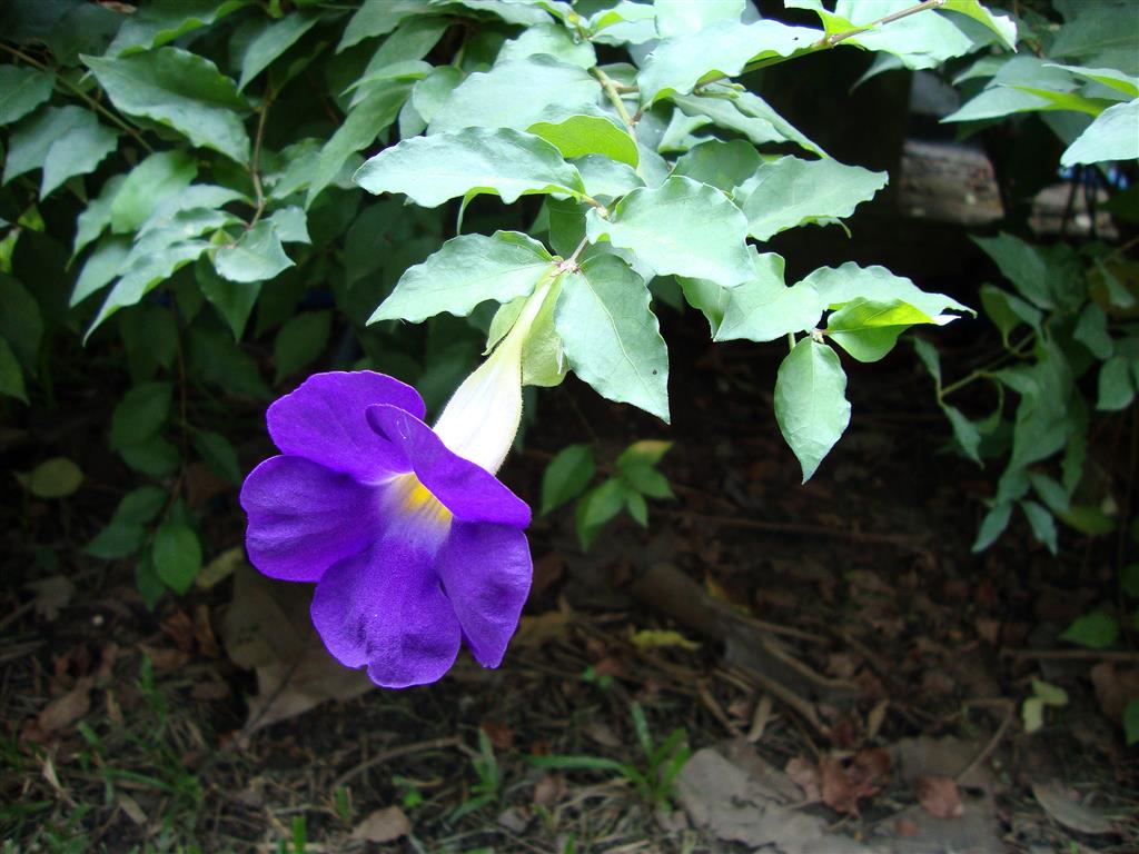 Thunbergia_erecta_(3)